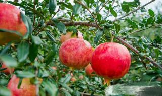蒙自石榴和突尼斯石榴哪个好 突尼斯软籽石榴山东能过冬吗
